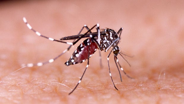 Singapore scientists team up to curb dengue