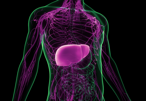 Landmark Study to Detect Liver Cancer Early in High-Risk Patients