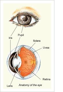 ocular inflammation conditions & treatments