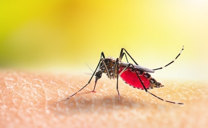 How to Protect Yourself From Dengue Fever 