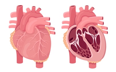 Diagnosing and Treating Acquired Heart Valve Disease