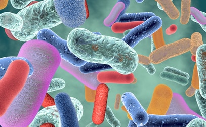 New Research Centre Studies How Gut Microbes Affect Health and Ageing