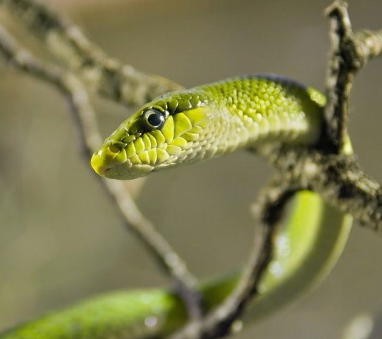 Snake Bites: Management in Primary Care