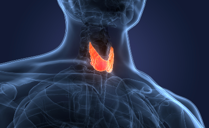 Thyroid Nodules: A Primary Care Update on Investigations and Management 