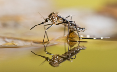 Dengue Fever: Symptoms, Diagnosis and Management 